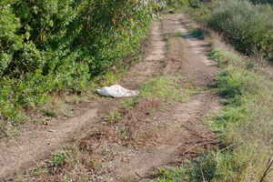Terreno seminativo con bosco di eucalipto