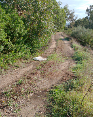 Terreno seminativo con bosco di eucalipto