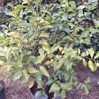 Pianta di Limoni 