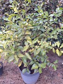 Pianta di Limoni 