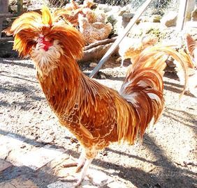 Gallo padovana giovane