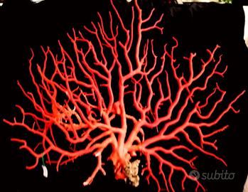 Rami di corallo mediterraneo ‘rubro’