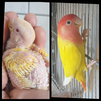 Inseparabile Lutino da imbeccare a mano