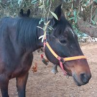 Cavallo