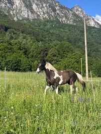Cavallo
