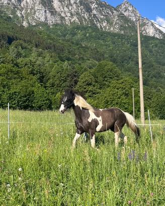 Cavallo