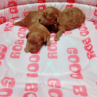 Mini toy di:barboncini maltipoo maltese p.r.e.n.o