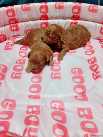 Mini toy di:barboncini maltipoo maltese p.r.e.n.o