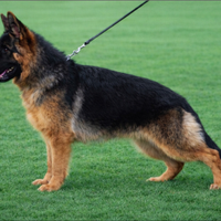 Cucciolona pastore tedesco