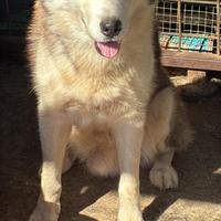Husky maschio gratis