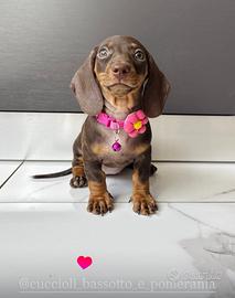 Bassotto femmina cioccolato Pedigree ENCI 2 mesi