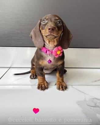 Bassotto femmina cioccolato Pedigree ENCI 2 mesi