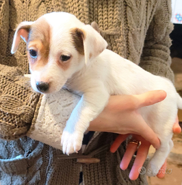 Cuccioli di Jack Russell Terrier