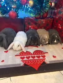 Coniglio ariete nano