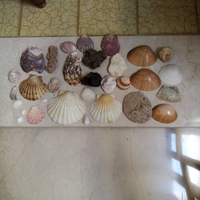 Lotto di conchiglie
