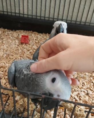 Baby cenerini allevati a mano