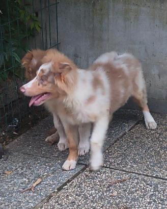 Australian shepherd .vev
