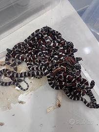 Serpenti