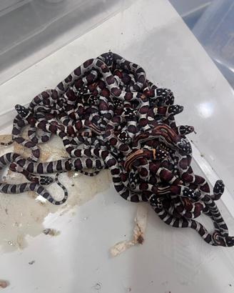 Serpenti