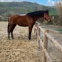 Cavalla andalusa