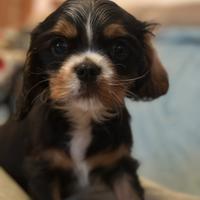 Cavalier king cucciolo