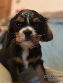 Cavalier king cucciolo