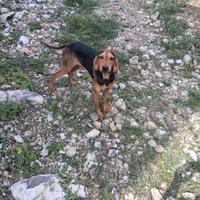 Segugio Italiano
