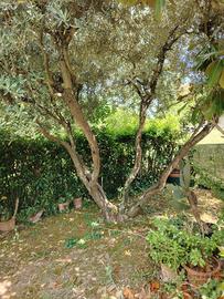 Albero di ulivo