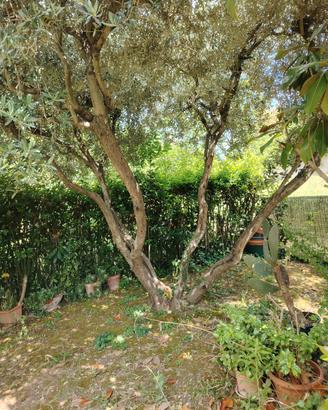Albero di ulivo