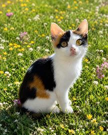 Gattina di tre mesi mix Scottish