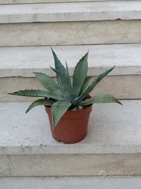 Piante Agava in vaso