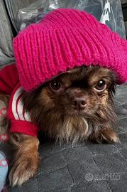 Chihuahua