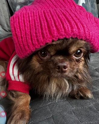 Chihuahua