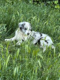 Ultimo border collie ruby