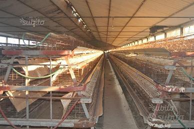 Impianto per ovaiole