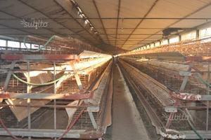 Impianto per ovaiole