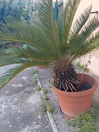cicas pianta