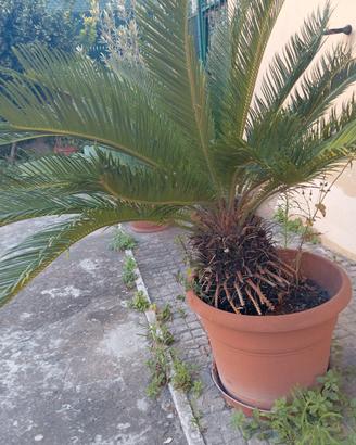cicas pianta