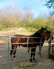 Cavallo puledro maremmano ANAM