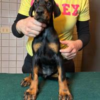 Cuccioli dobermann con pedigree