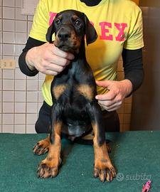 Cuccioli dobermann con pedigree
