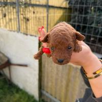Barboncini mini toy