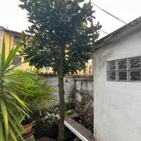 Piante