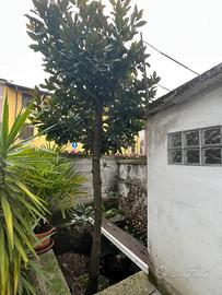 Piante