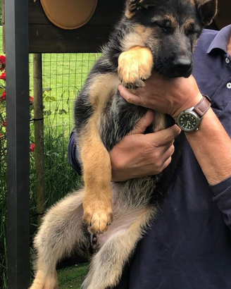 Vendite di pastore tedesco