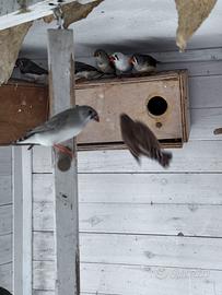 Diamantini mandarini