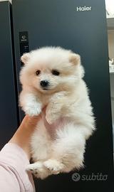Spitz nano