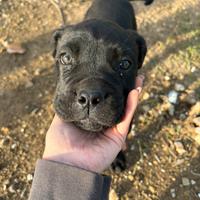 Vendiamo cucciola cane corso