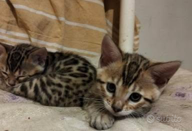 Gattine Bengala con pedegree anche for breeding