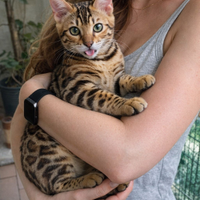Bengala pedigree